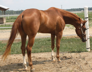 Ms Awesome Tradition