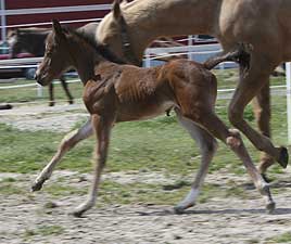 Bay 1/2 Welsh Filly