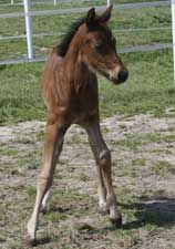Bay 1/2 Welsh Filly