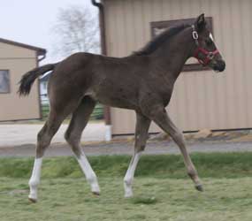 2012 Black APHA Colt