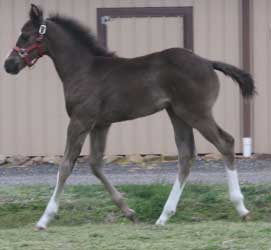 2012 Black APHA Colt