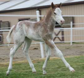 2012 Red Roan Overo Colt 