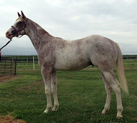 2012 Red Roan Overo Colt 
