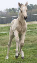 2012 Buckskin Colt