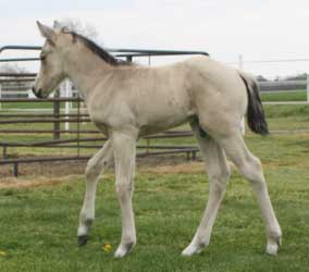 2012 Buckskin Colt