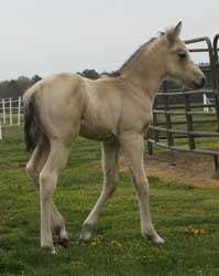 2012 Buckskin Colt