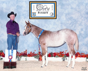 2012 Red Roan Overo