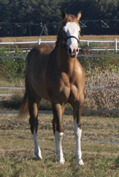 Filly For Sale