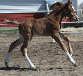 2013 Sorrel Overo colt