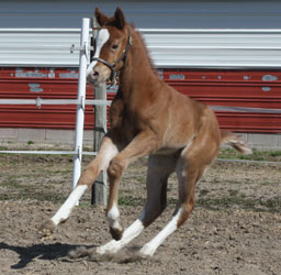 2013 Sorrel Overo colt