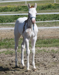Foal