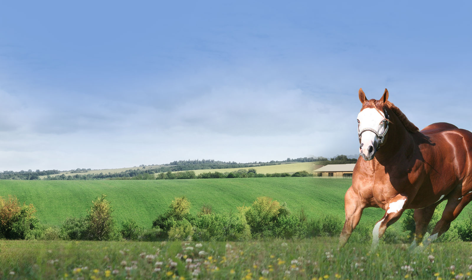 House on the Hill ロンパース80(horse) House on the Hill ロンパース