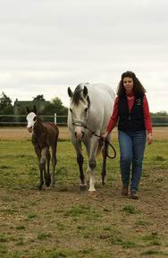Harris Paint Horses