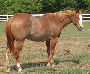 Flits Majestic Lady