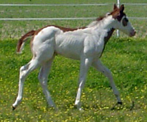 Covergirl Conclusive