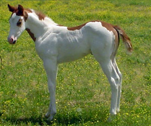 Covergirl Conclusive