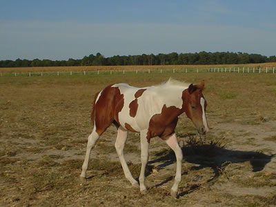 Black Tobiano Foal