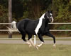 Rocky07gallop