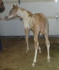 Macstryinggold08filly1