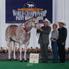 Three Deuces - APHA Stallion