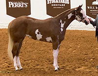 I Kinda Like That - Foal