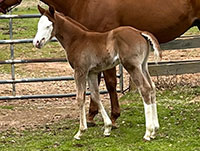 I Kinda Like That - Foal