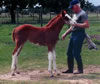 MacLarsenfilly1