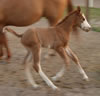Mac06-filly