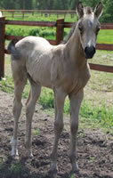 Foal1