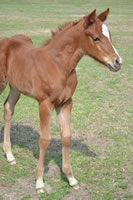 HCFoal04