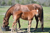 HCFoal05