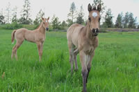 HCFoal07