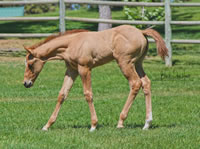 HCFoal08