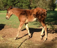HCFoal09