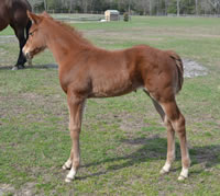 HCFoal10