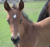 HCFoal13