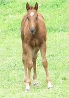 Jasper-filly-at-5-weeks2