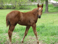 Jasper-filly-at-5-weeks