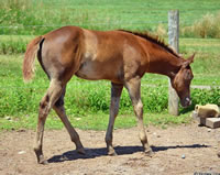 ThinkinStraightFoal01