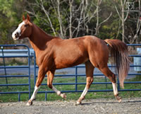 ThinkinStraightFoal02
