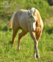 ThinkinStraightFoal04