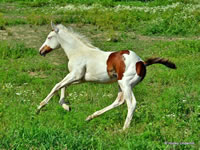 ThinkinStraightFoal05