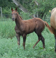 08sheza Rockin Ruby Rockfilly