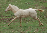 4 25 07rocksmokeycream