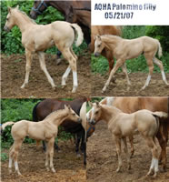 6 20 07 CollageRockfilly