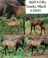 6 20 07 CollageRocksmokeyblackfilly