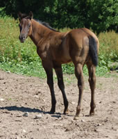 6 6 07 Rocksmokeyblack