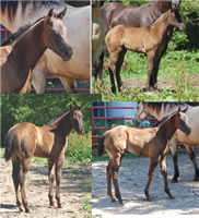 6 6 07 Collagesmokyblack