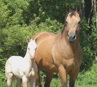 6 6 07 Rockdilutecolt