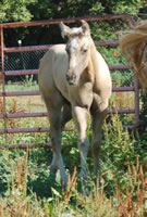 7 6 07 Frontrockfilly